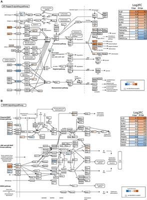 Interleukin-1 Ligands and Receptors in Lumpfish (Cyclopterus lumpus L.): Molecular Characterization, Phylogeny, Gene Expression, and Transcriptome Analyses